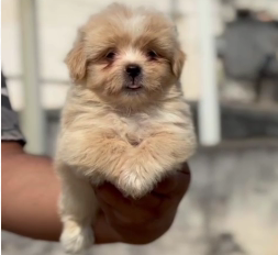 Order Female Shih Tzu Puppy from Ahmedabad